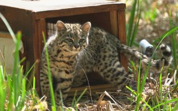 Liberaron a un gato montés rescatado