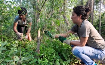 Punta Querandí: tareas para resguardar el equilibrio ambiental