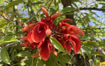Día de la Flor Nacional: ¿qué sabemos sobre el ceibo?