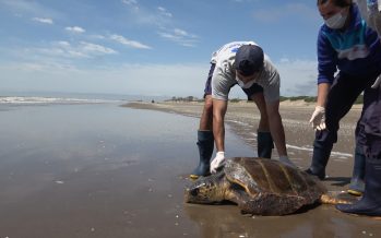 Una tortuga cabezona fue reinsertada en la costa de San Clemente del Tuyú