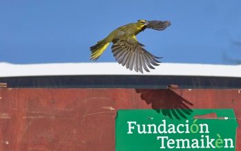 Se reinsertaron 20 cardenales que había sido objeto de tráfico de fauna