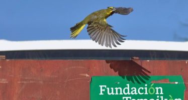 Se reinsertaron 20 cardenales que había sido objeto de tráfico de fauna