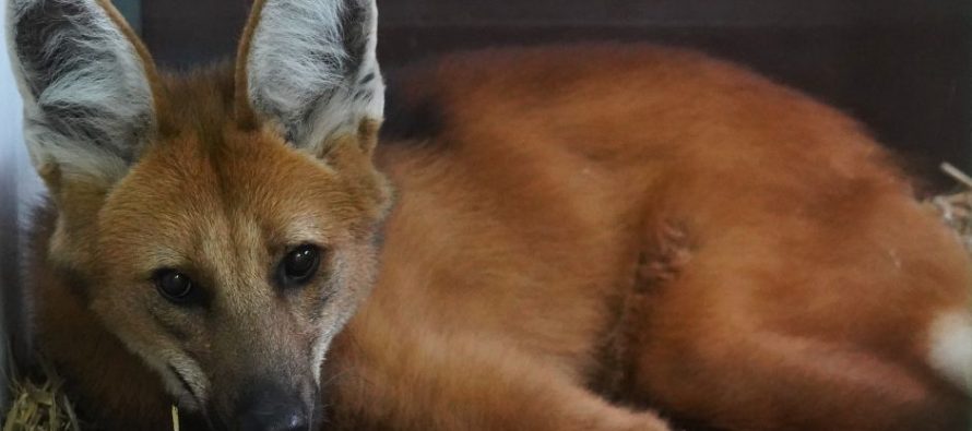 Trasladaron a un aguará guazú al Centro de Recuperación Temaikèn que deambulaba por Olavarría
