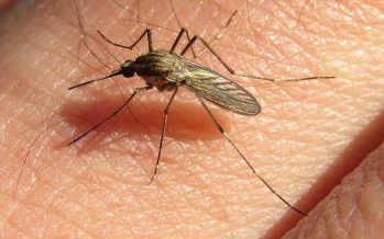 Gobierno bonaerense alerta sobre presencia de mosquitos y recomienda prevenir picaduras