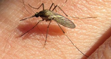 Advierten que la invasión de mosquitos en el AMBA es de la especie vectora de la encefalitis equina
