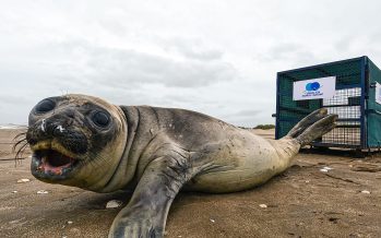 Regresan al mar un elefante marino que tuvo que ser rescatado del hostigamiento de turistas y mascotas