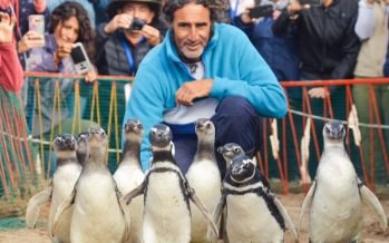 Qué hacer frente a la aparición de animales silvestres en ambientes turísticos