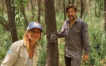 Instalaron cámaras de monitoreo para relevar un nuevo núcleo de ciervo de los pantanos