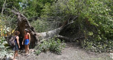 Cables enredados en árboles y casas sin luz hace 19 días: el reclamo de los isleños del Delta de Tigre