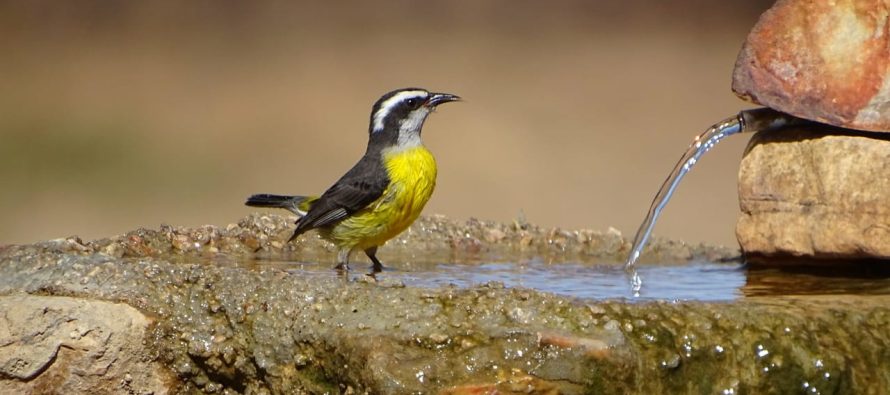 El avistamiento de aves como propulsor de la concientización ambiental