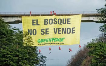 Para Greenpeace, «las leyes ambientales continúan en peligro» aún con las modificaciones