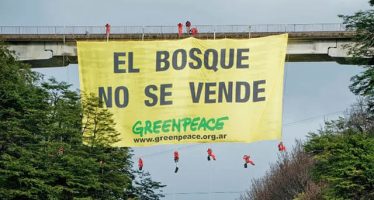 Para Greenpeace, «las leyes ambientales continúan en peligro» aún con las modificaciones