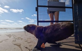 Rescate, rehabilitación y reinserción de un lobo marino herido por una red de pesca