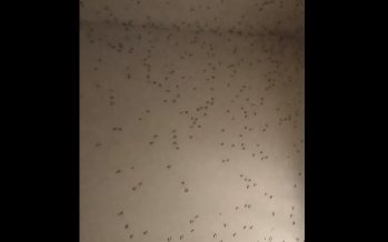 Alarma por una nueva invasión de mosquitos en el AMBA