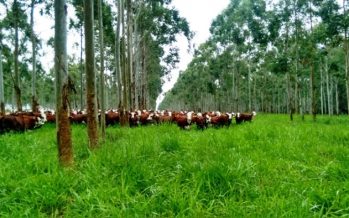 INTA lanzó una beca para estudiar la sustentabilidad de los sistemas silvopastoriles en el Delta