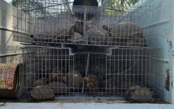 Rescataron a 168 tortugas de tierra del tráfico de fauna
