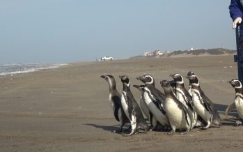 El 2023, un año triste para el delfín Franciscana de nuestra costa atlántica