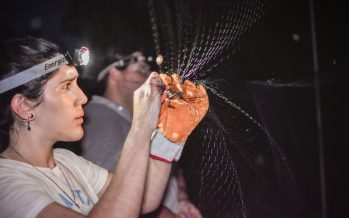 La Reserva de Ingeniero Maschwitz es un refugio esencial para la reproducción y conservación de murciélagos