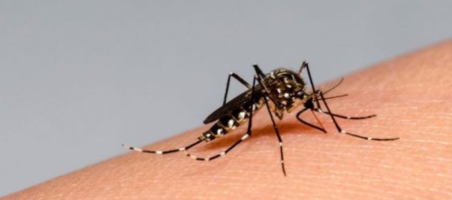 Nuevo informe epidemiológico sobre la situación del dengue en nuestra región