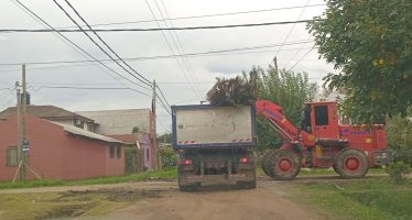 Cronograma de esta semana para la recolección de ramas en Escobar