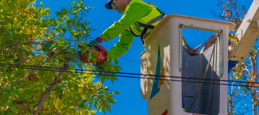 San Fernando: nueva temporada de poda programada para cuidar los árboles