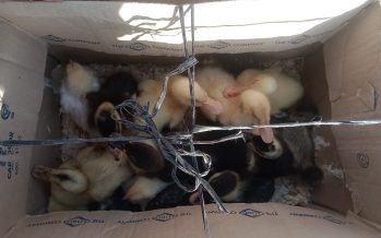 Escobar: rescatan patos y pollitos que eran comercializados de forma ilegal