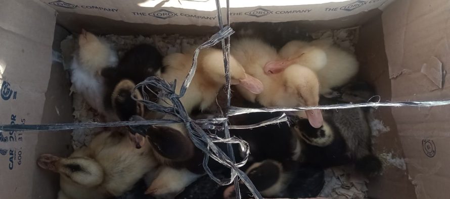 Escobar: rescatan patos y pollitos que eran comercializados de forma ilegal