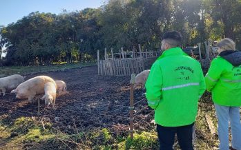 La Municipalidad de Escobar clausuró un criadero clandestino de cerdos en Matheu