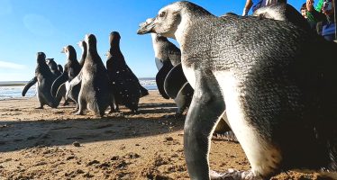 Pingüinos magallánicos regresaron al mar tras ser rescatados con cuadros de desnutrición
