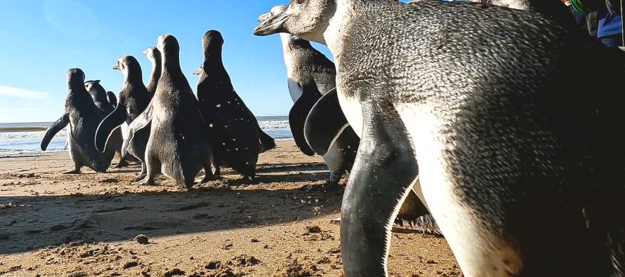 Pingüinos magallánicos regresaron al mar tras ser rescatados con cuadros de desnutrición