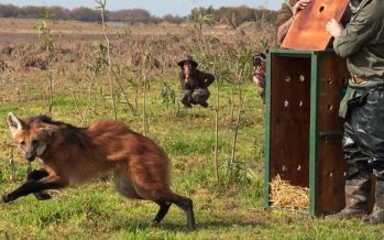 Una aguará guazú que era acorralada por perros en San Pedro fue reinsertada en el ambiente natural