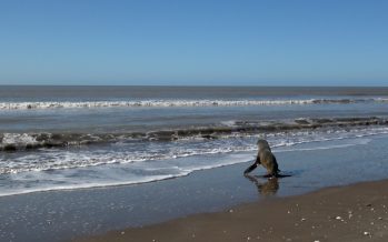 Regresó al mar el lobo marino que había sido rescatado en el Delta del Paraná