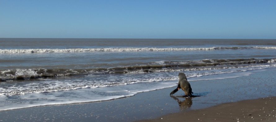 Regresó al mar el lobo marino que había sido rescatado en el Delta del Paraná