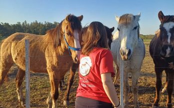 Proteccionistas piden que en San Miguel se elimine la tracción a sangre y las jineteadas