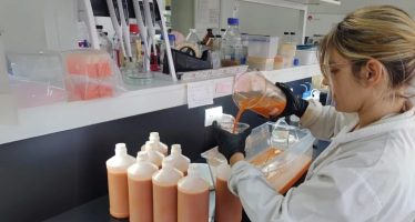 Prebióticos a partir de zanahorias descartadas: innovación para la salud y el ambiente