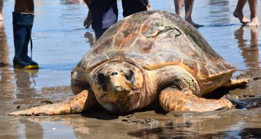 Rescatan y regresan al mar una tortuga cabezona