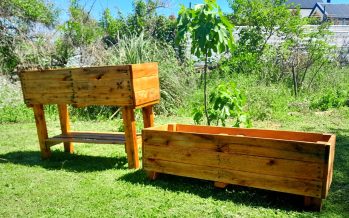 Punta Querandí fomenta el cultivo domiciliario