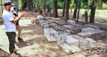 La Fundación Temaikèn recibió 353 aves rescatadas del tráfico ilegal