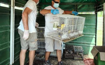 Aves rescatadas de la venta ilegal: se conocieron más datos sobre los allanamientos