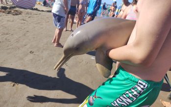 Murió un delfín en Mar del Tuyú por la imprudencia de turistas