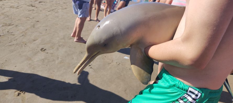 Murió un delfín en Mar del Tuyú por la imprudencia de turistas