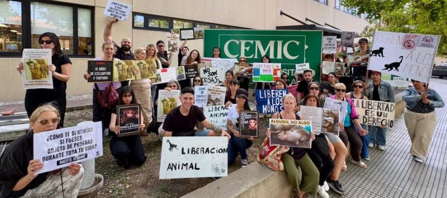 Trasladaron 41 monos a Sudáfrica que eran usados para experimentos en un hospital