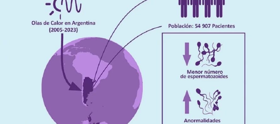 Comprueban que las olas de calor pueden reducir la fertilidad masculina
