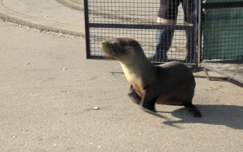 Regresó al mar un lobo marino que había sido herido con una tanza de pescar