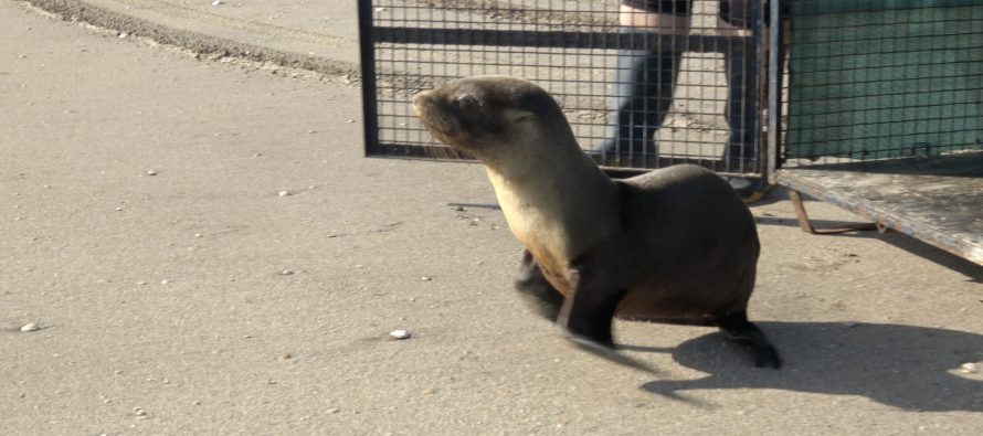 Regresó al mar un lobo marino que había sido herido con una tanza de pescar