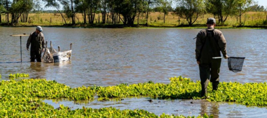 El COMIREC monitorea la calidad del agua del Río Reconquista