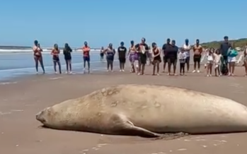 Cuáles fueron las principales amenazas de la fauna marina durante 2024