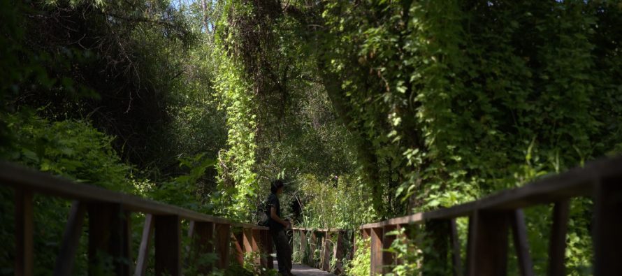 Reserva Ecológica de Vicente López: días y horarios para visitarla