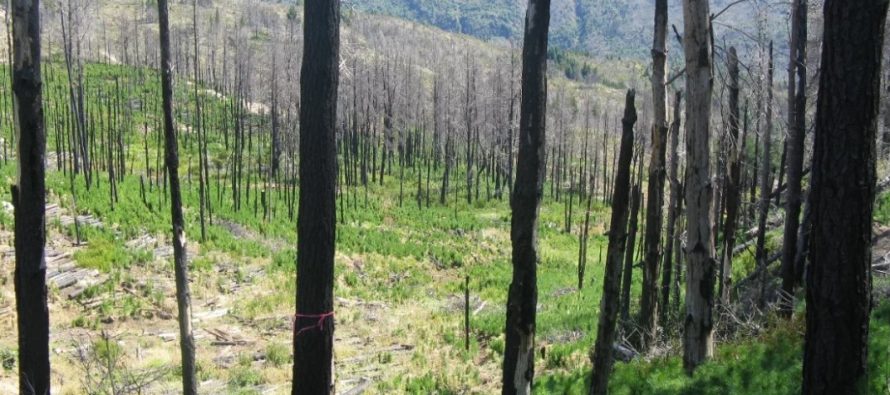 Incendios: advierten sobre el impacto de las especies invasoras y el cambio climático en la regeneración de los ecosistemas