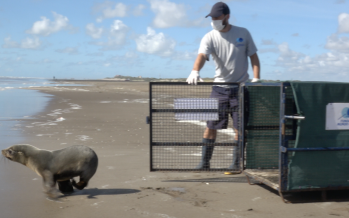 Regresó al mar un lobo marino que fue rescatado con una profunda herida cortante alrededor de su cuello